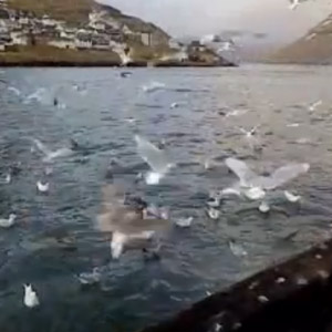 Énorme afflux de Goélands à ailes blanches dans les îles Féroé