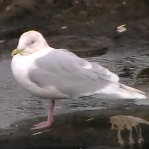 Afflux sans précédent de Goélands à ailes blanches dans les Shetland