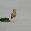 Courvite isabelle (Cursorius cursor) sur une plage du Finistère | Sébastien Mauvieux