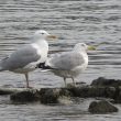 Goéland pontique (Larus cachinnans) et Goéland argenté (Larus argentatus) | Vincent Palomares