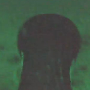« Dans la peau » d’un cormoran en plongée