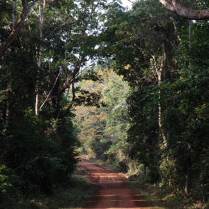 Pour bien protéger la forêt de Gola, il faut impliquer les populations locales