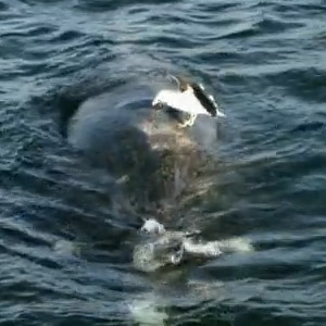 Quand des goélands attaquent des baleines