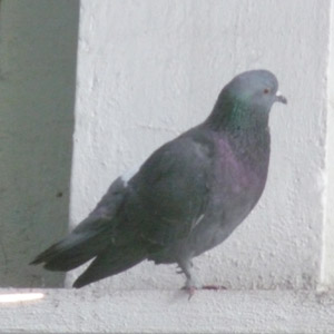 Pourquoi les pigeons se tiennent-ils parfois sur une patte ?