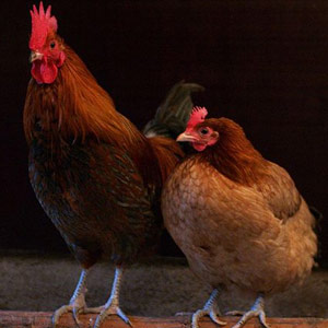 Les poulets peuvent repérer la présence de prédateurs par l’odeur de leurs crottes