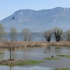 Où observer les oiseaux sur les rives du lac du Bourget (Savoie) ?