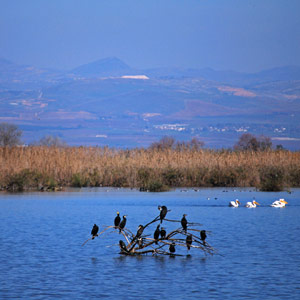 Le nord-est d’Israël : marais, plateaux et festival