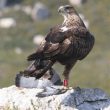 L’Aigle de Bonelli en Catalogne en 2005
