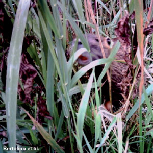 Les ragondins utilisent des nids pour se reposer, sans se soucier du reste