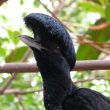 Les coracines : des oiseaux originaux, voire bizarres