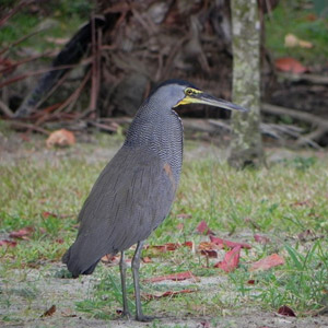 Découvrir les oiseaux du Costa Rica en famille : la côte du Pacifique