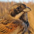Les mystérieux Bruants des roseaux « à gros bec » de l’ouest de la Méditerranée