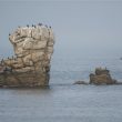 Cormorans sur l’île de Sein | Marc Fasol