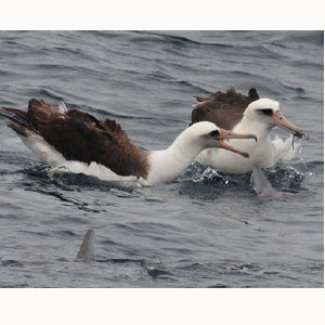 Une étonnante symbiose entre albatros et poissons-lunes