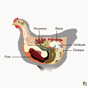 Le système urinaire des oiseaux