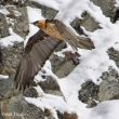 Éthologie : attaque d’un Aigle royal par un Gypaète barbu dans les Alpes