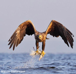 Les conséquences inattendues du retour des pygargues dans l’hémisphère nord