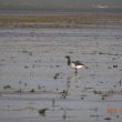 Bernache cravant à ventre pâle en Baie d’Authie
