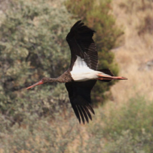 Voyage ornithologique dans le sud espagnol du 11 au 17 août 2011