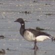 Bernache cravant à ventre pâle en Baie d’Authie