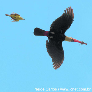 Le Toucan toco n’est pas qu’un paisible oiseau frugivore