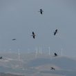 Cigognes noires en migration au-dessus du détroit de Gibraltar