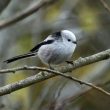 Les Orites (Mésanges) à longue queue nordiques : attention aux pièges !