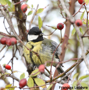 Des Mésanges charbonnières poussant des cris inhabituels