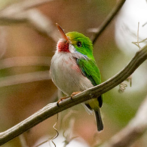 Observer les oiseaux sur l’île de Cuba (première partie)
