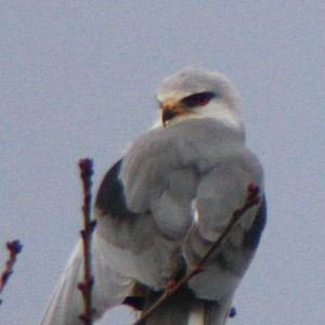 Quelles sont les couleurs des mangeoires les plus attractives pour les  oiseaux des jardins ?