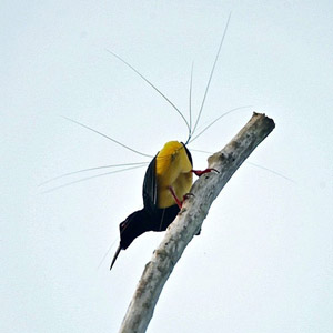 Les paradisiers, des oiseaux passionnants