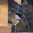 Mésange nonnette dans mon jardin