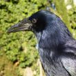 Distinguer la Corneille noire des autres Corvidés européens sombres