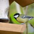 Mésange charbonnière affamée !
