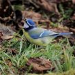 Mésange bleue au sol