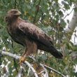 Les Aigles pomarin et criard en Estonie, et l’identification des hybrides