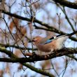 Geai des chênes … dans les arbres
