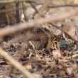 Photographier la Bécasse des bois à l’affût