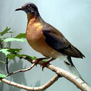 Reconstitution réussie de l’ADN nucléaire d’une espèce disparue, le Pigeon migrateur