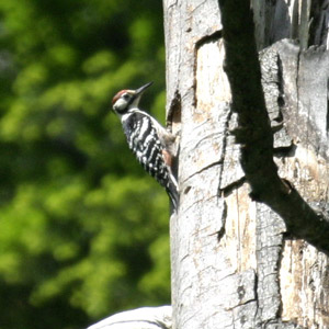 Voyage ornithologique au Bélarus (Biélorussie) en mai 2009 (première partie)
