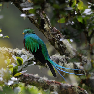 Le quetzal, la fin du monde en 2012 et le changement climatique