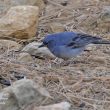Pinson bleu cherchant des graines
