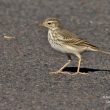 Pipit de Berthelot en quête de nourriture au sol