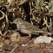 Pipit de Berthelot dans son habitat