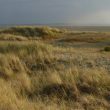 Observer les oiseaux sur le Banc de l’Ilette (Baie de Somme)