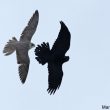 Faucon gerfaut  chasssant un Grand Corbeau