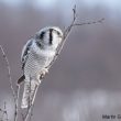 Chouette épervière