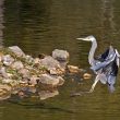 Héron cendré en train de se poser