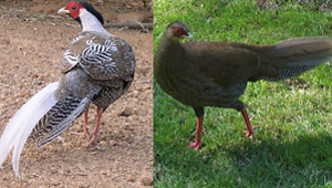 Une femelle de Faisan argenté se serait transformée en mâle