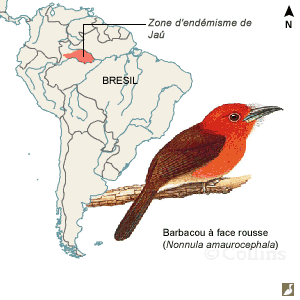 Une nouvelle zone d’endémisme pour les oiseaux dans le bassin du Rio Negro